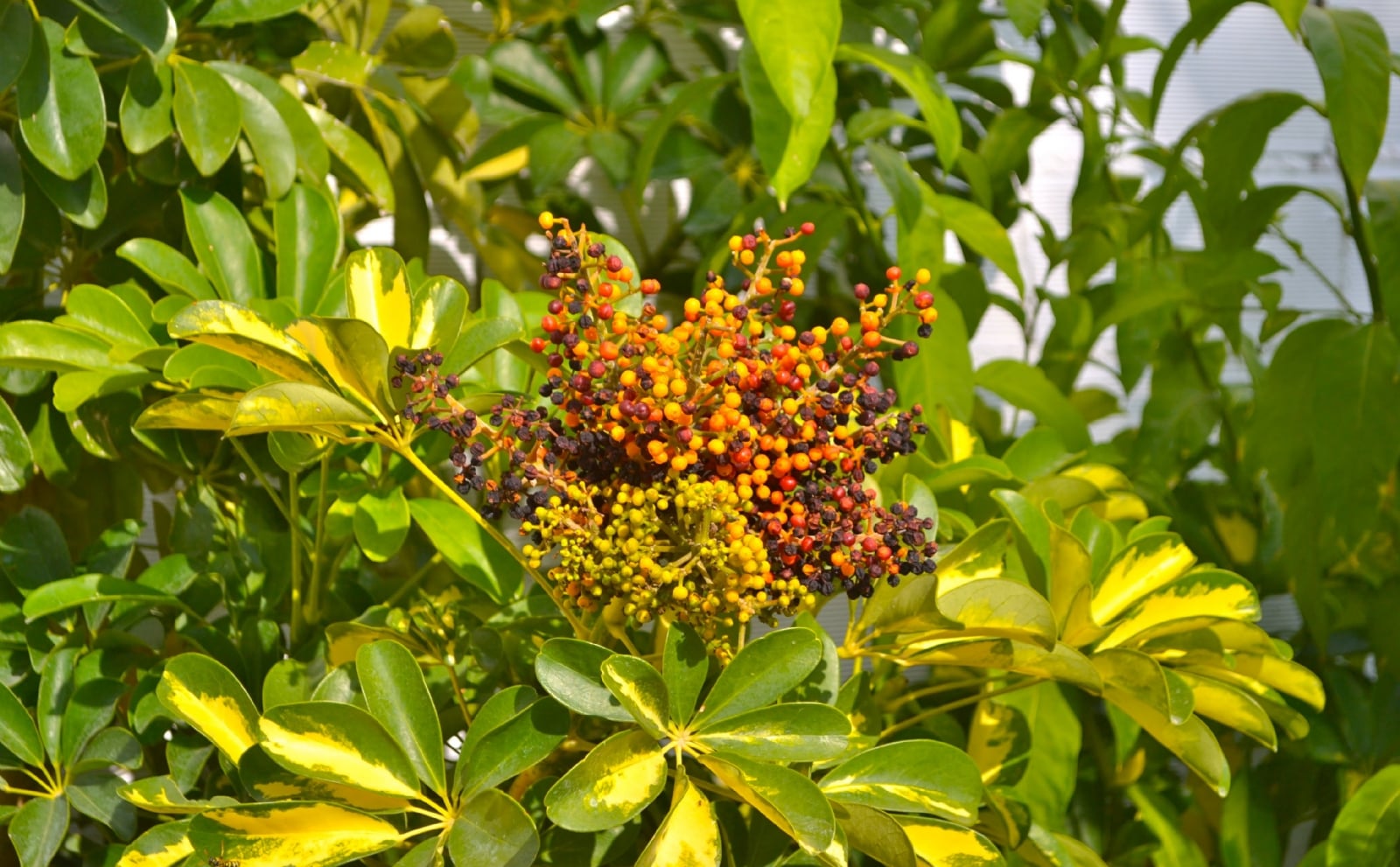 Schefflera-Aralia-frutos-en-verano