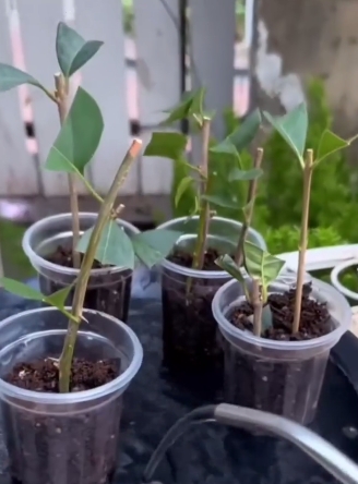 plantas5