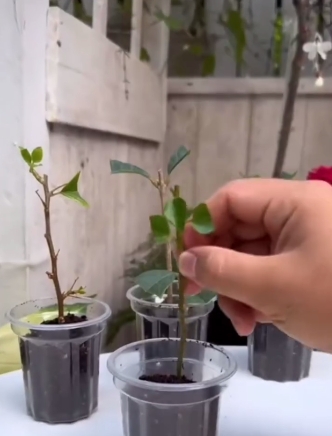 plantas4