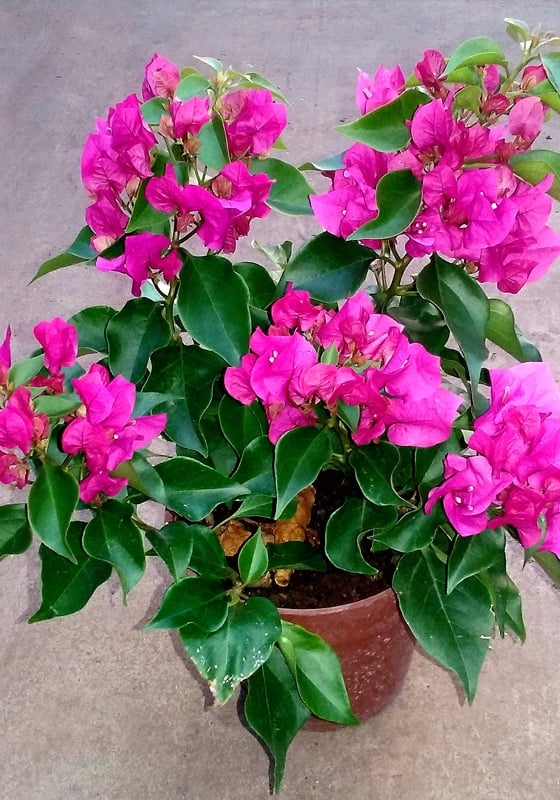plantas2