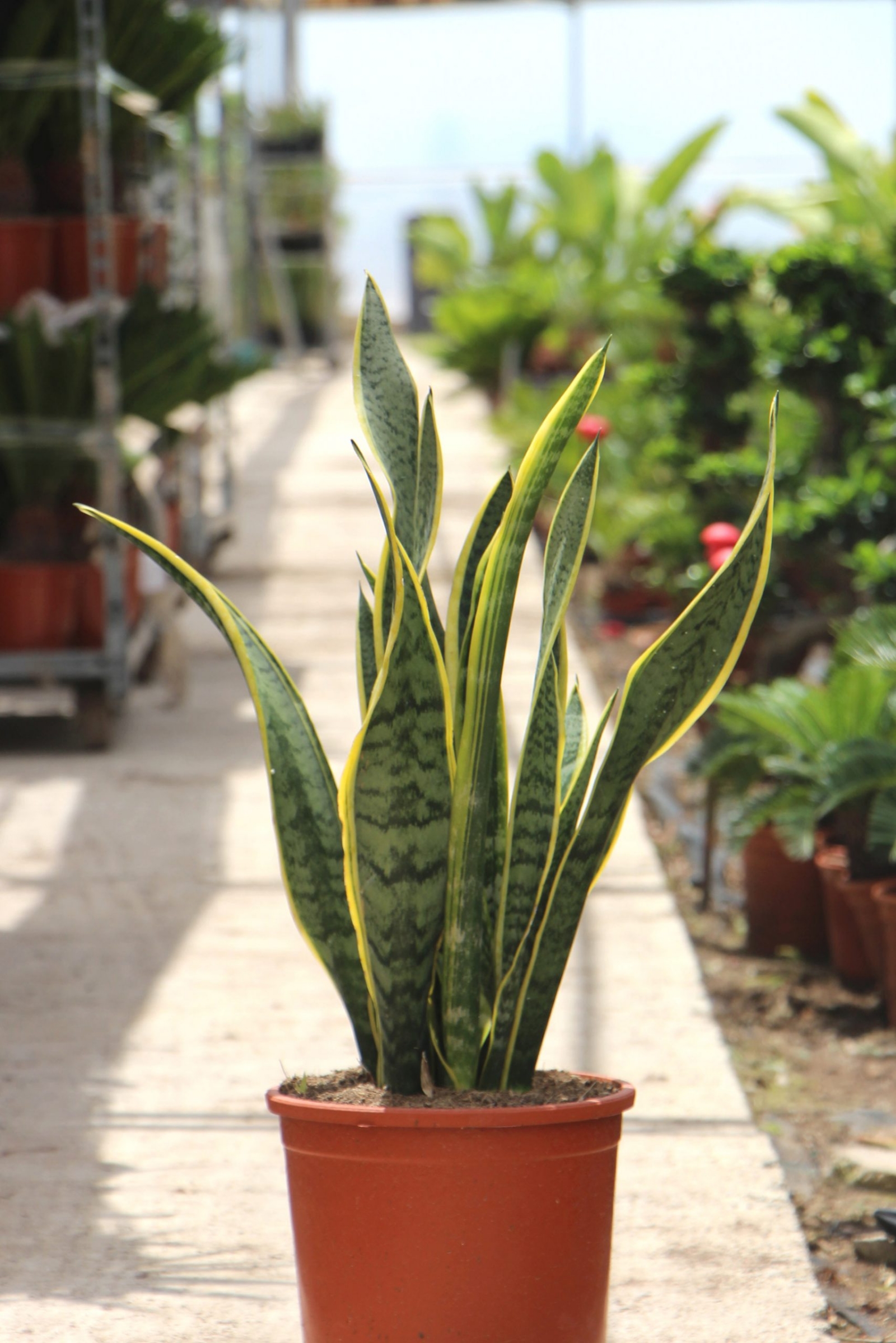 Sansevieria-laurentii-Lengua-de-tigre-1-scaled