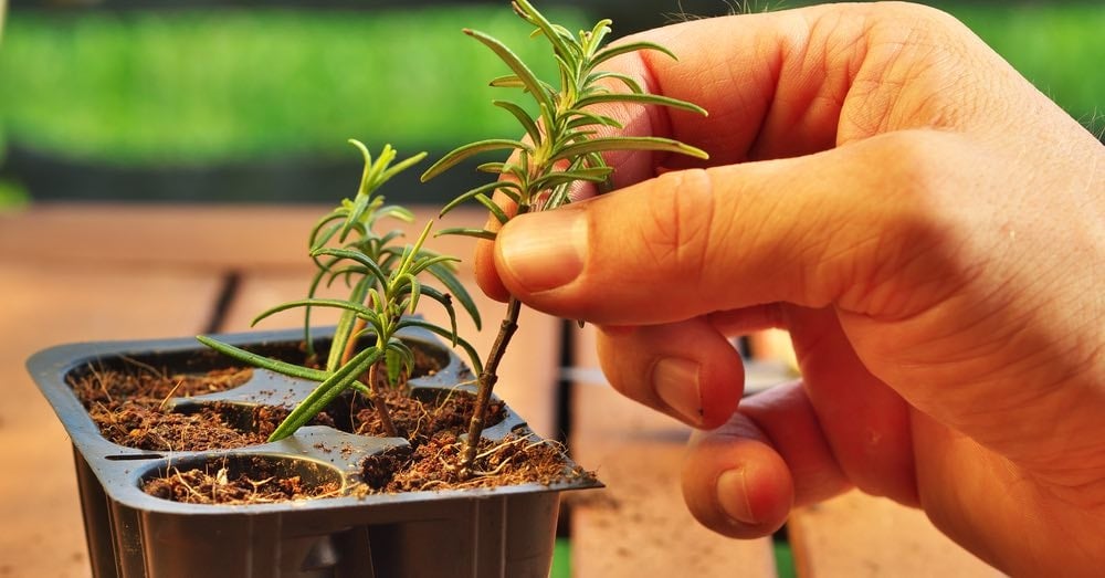 plantas1