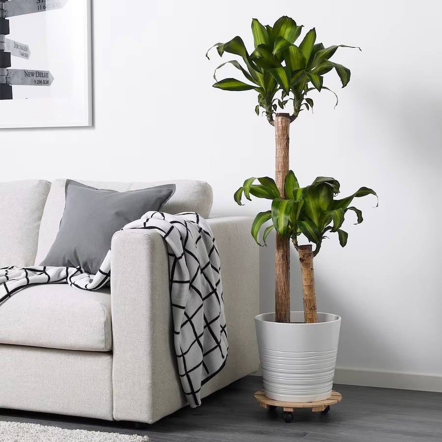 planta-de-interior-tronco-de-brasil_cbc24c34_221110101342_900x900