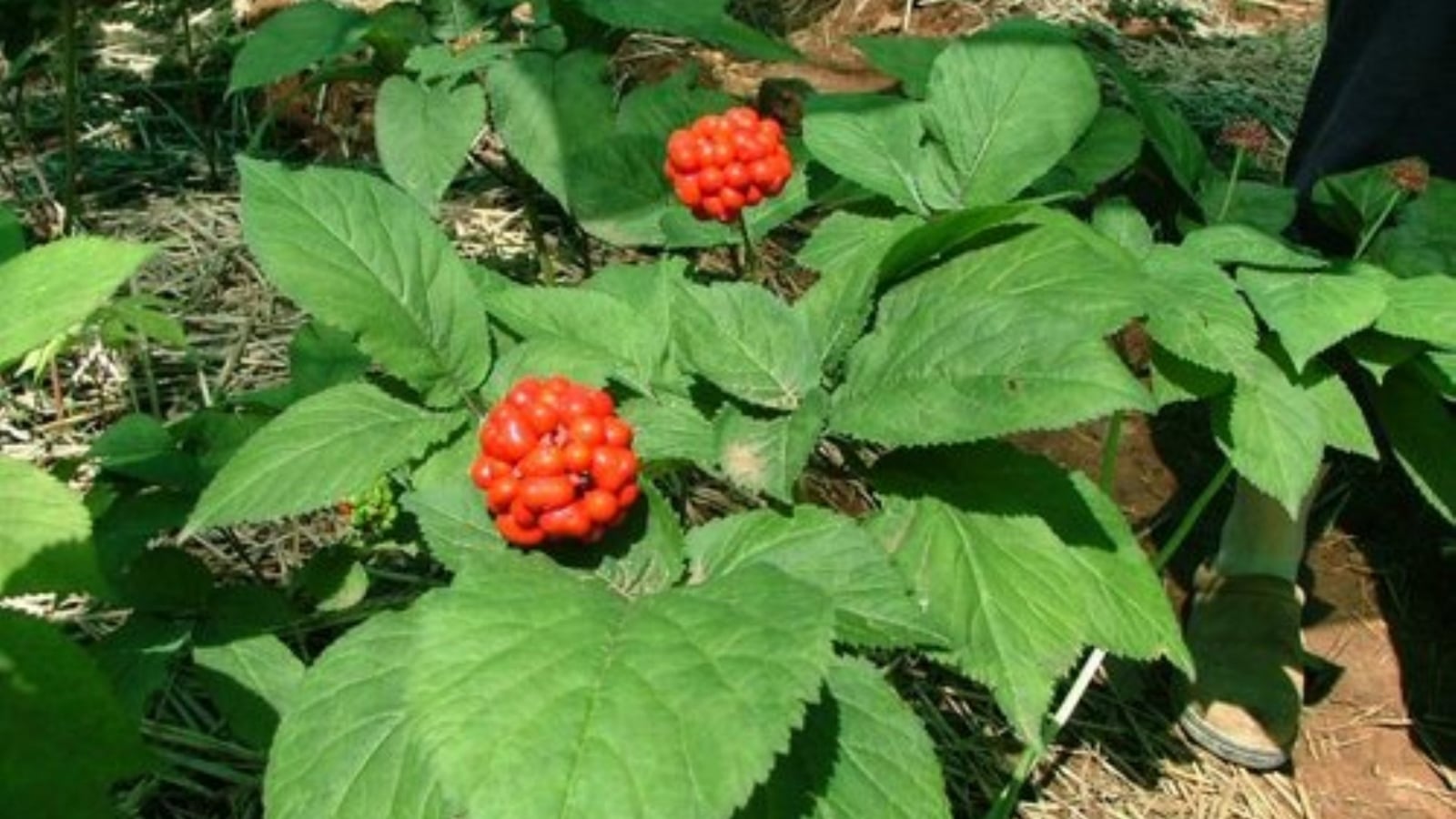 Panax_ginseng