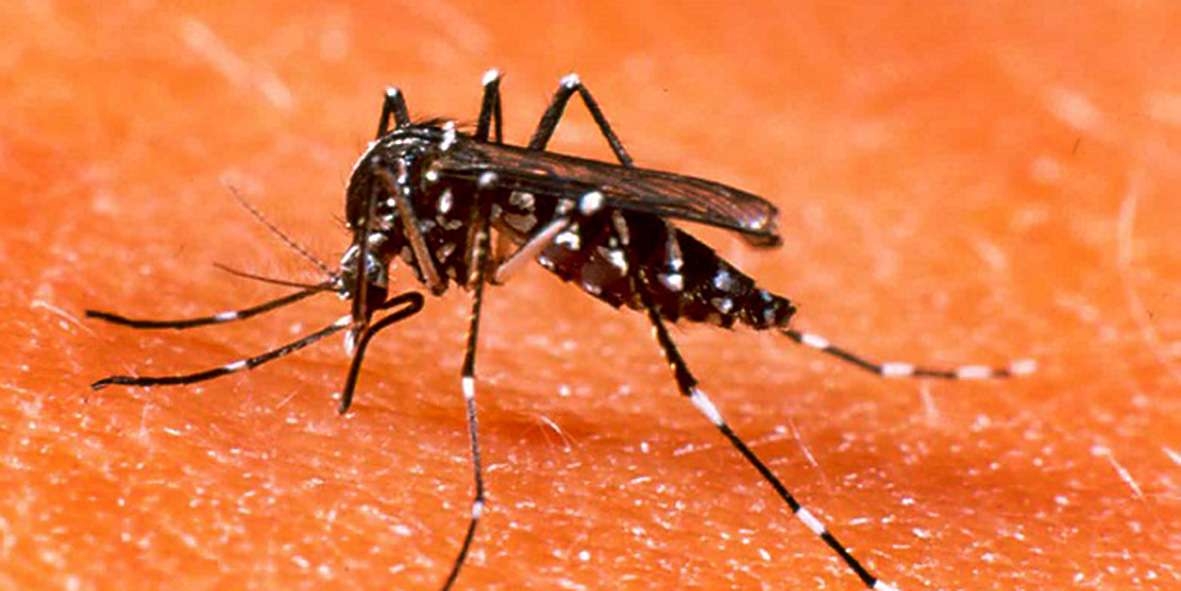mosquitos 1