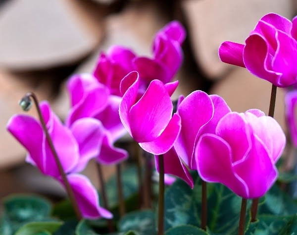 plantas2
