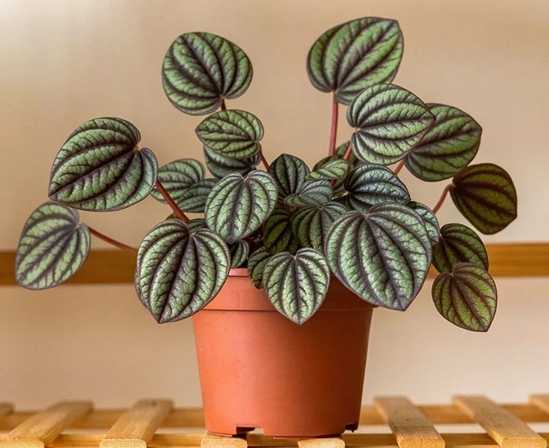 Plantas de interior 1