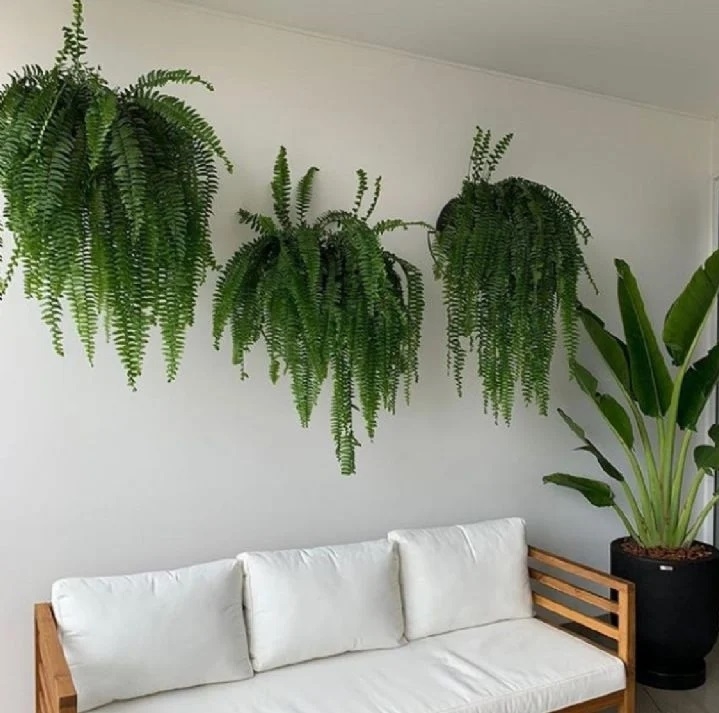 Plantas de interior 2