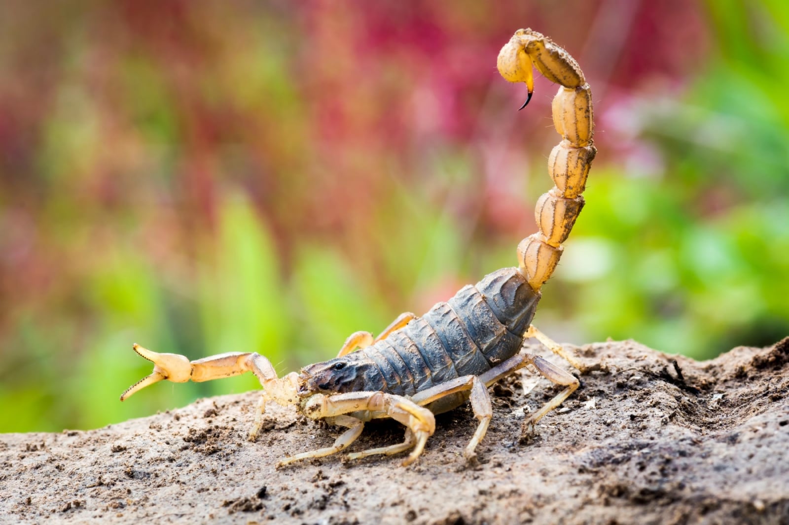 Alacranes 1