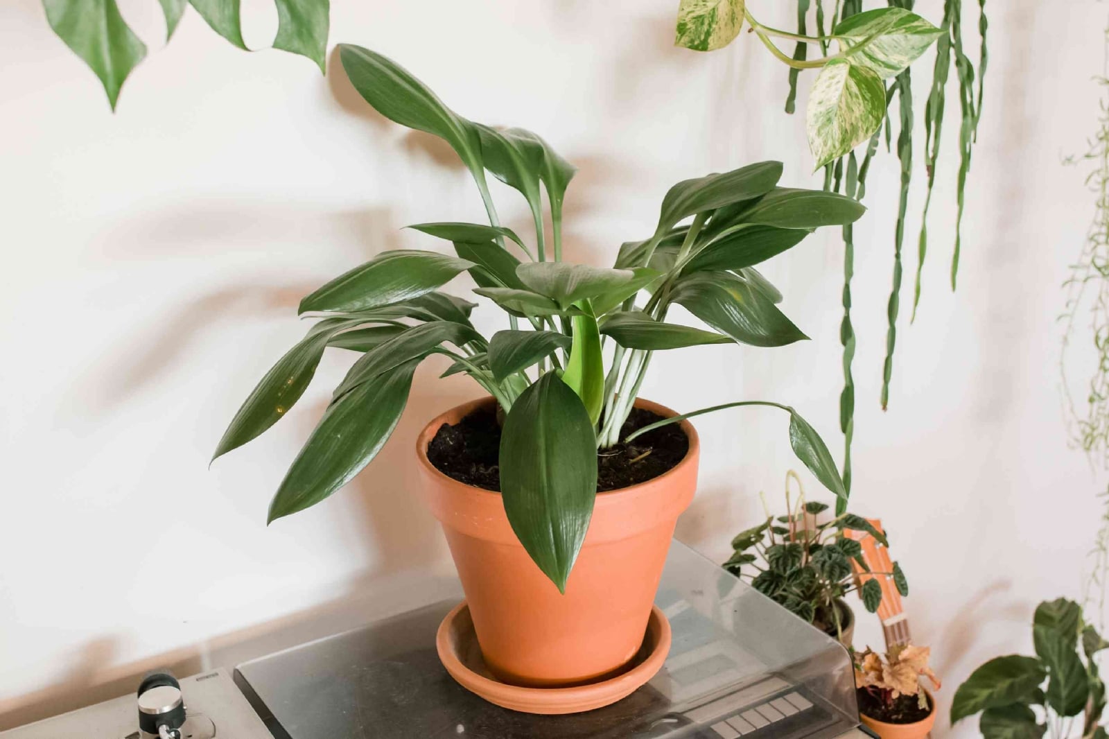 grow-cast-iron-plants-aspidistra-1902740-7-b73a4e6f33a84b04aba7303169f4cb9e