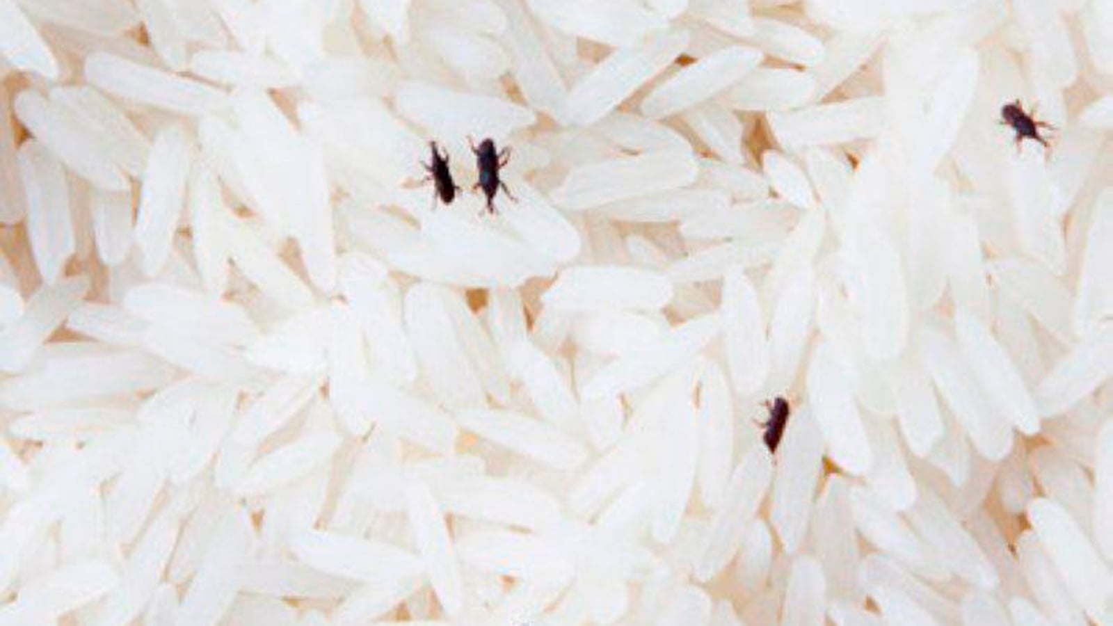 gorgojo_del_arroz