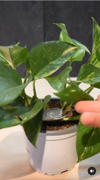 Plantas 1