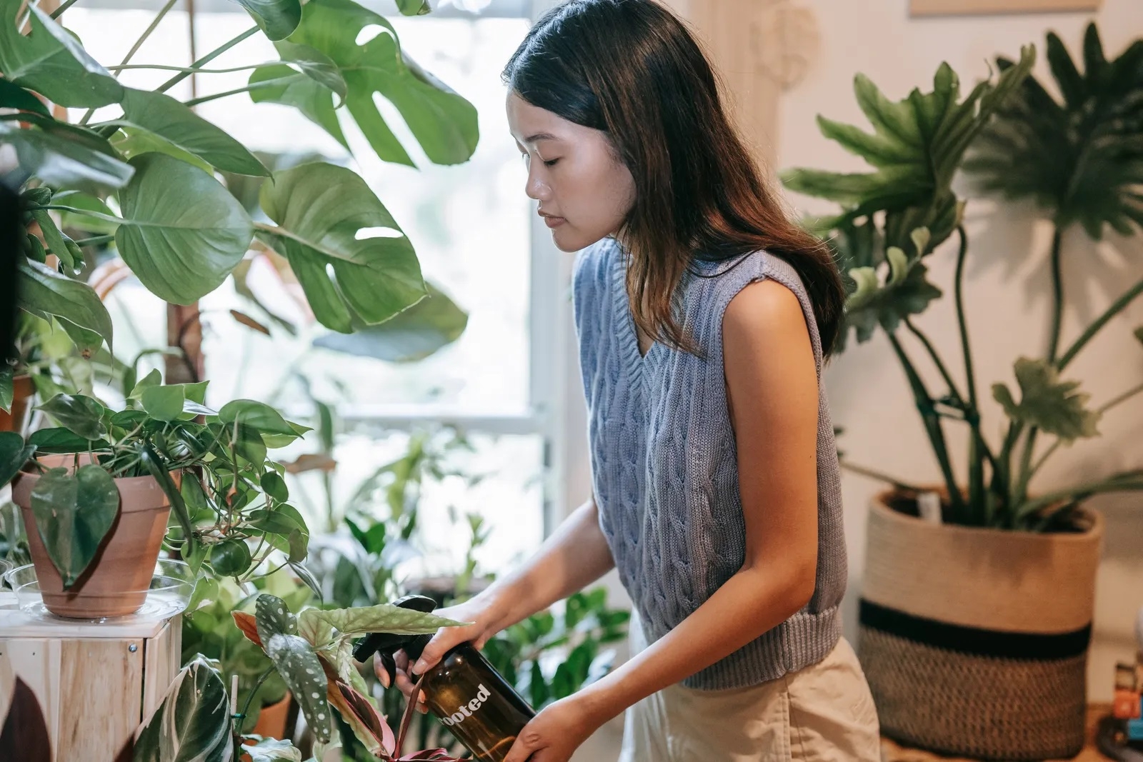 Plantas