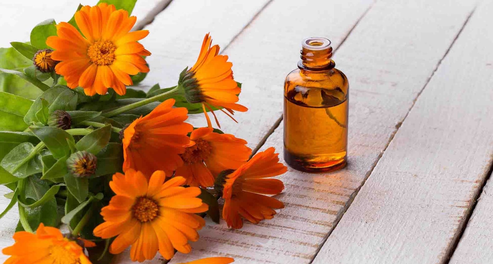 aceite-esencial-calendula-propiedades-1
