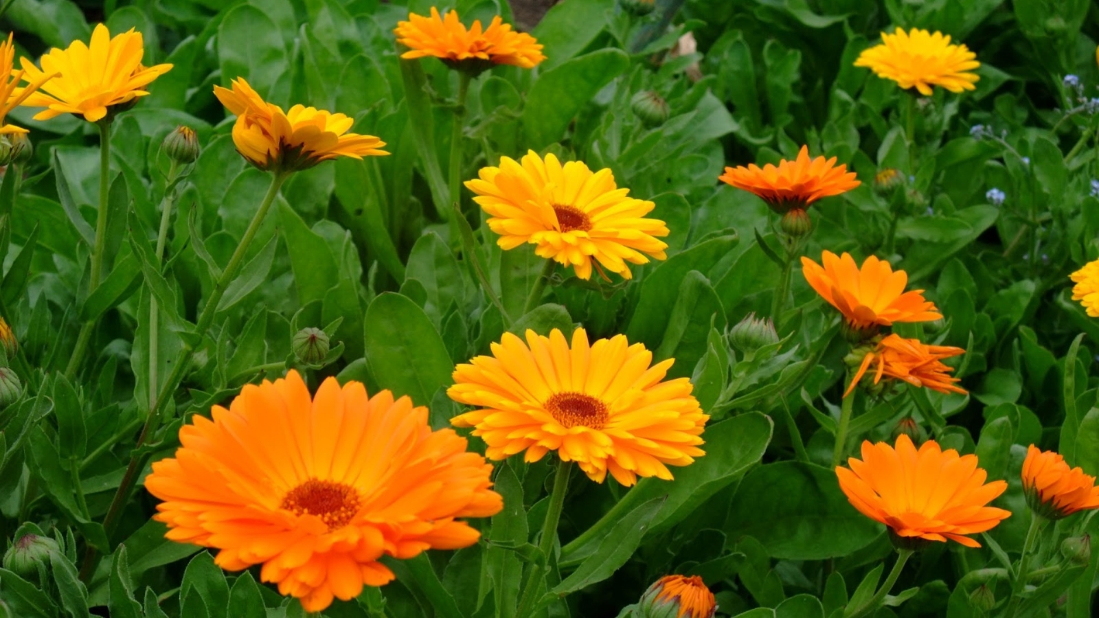 Calendula_officinalis