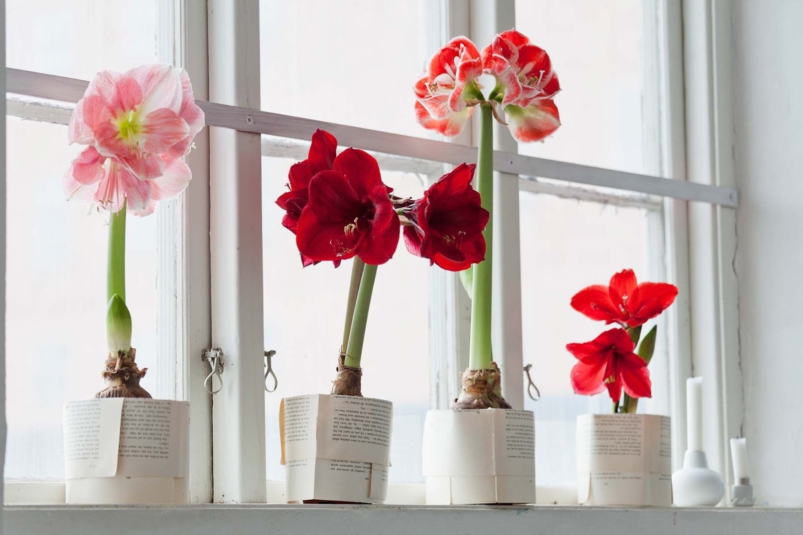 plantas-amarilis-flores-1651839568