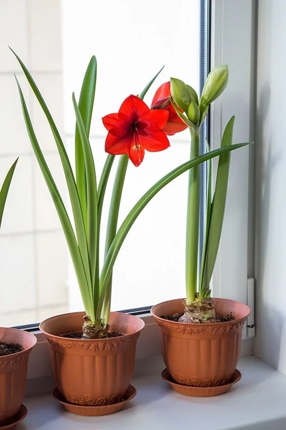 cultivar-amarilis-4-a
