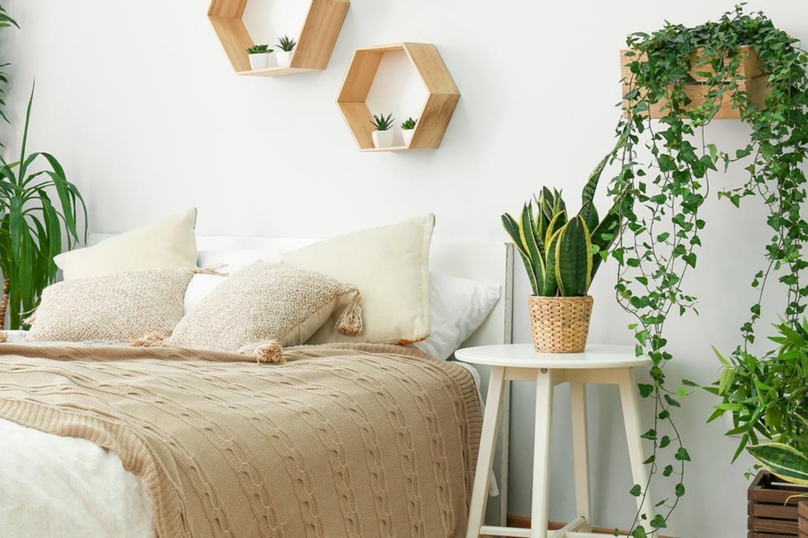 Plantas