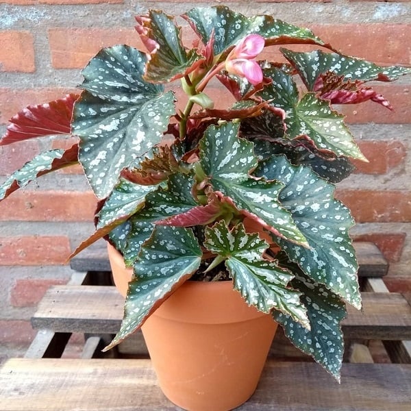 Plantas 1