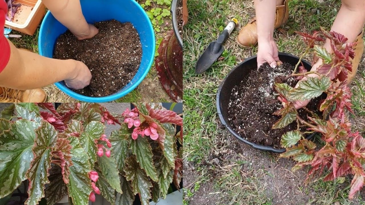 Plantas 2