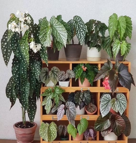 Plantas 3