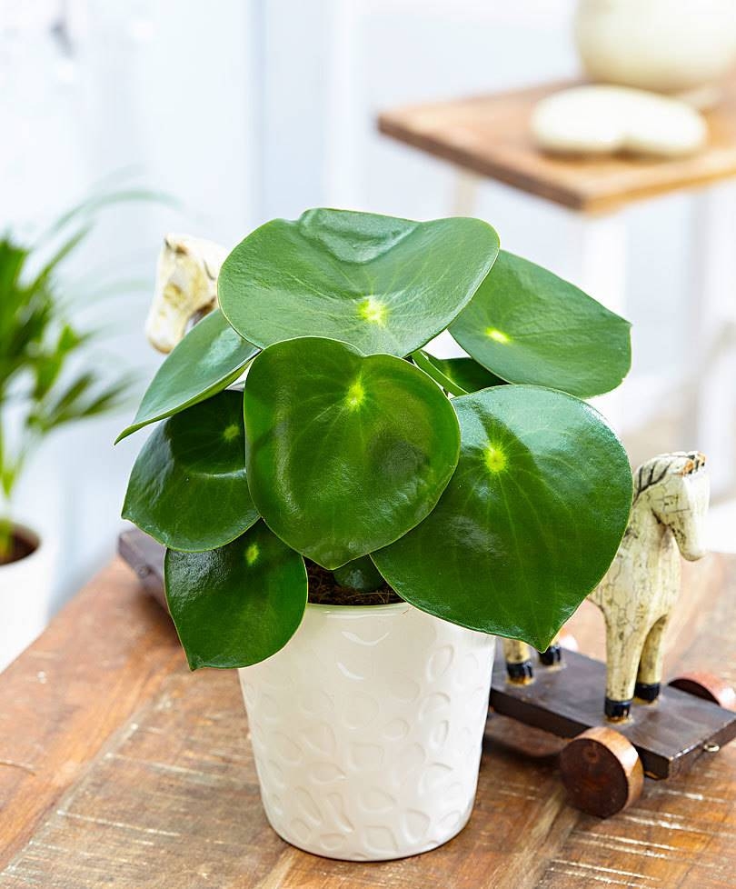 peperomia-polybotrya-pinterest_39f1e8ea_810x978