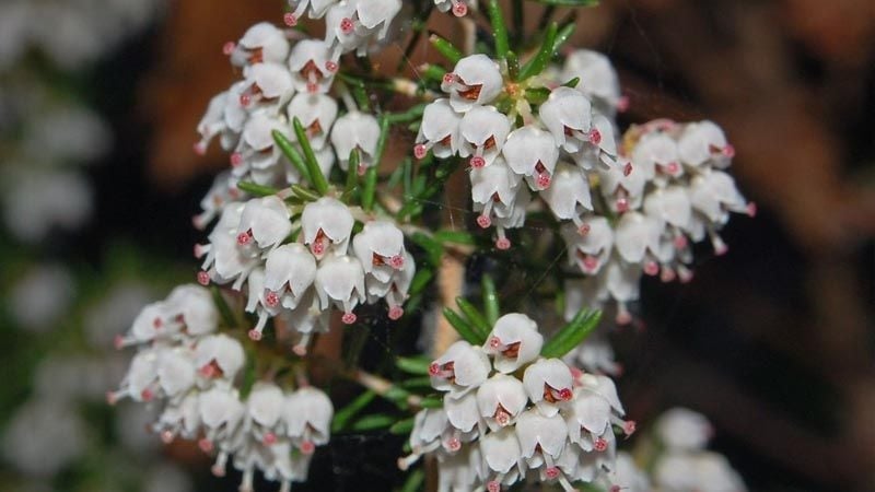 erica-arborea-brezo-blanco-1