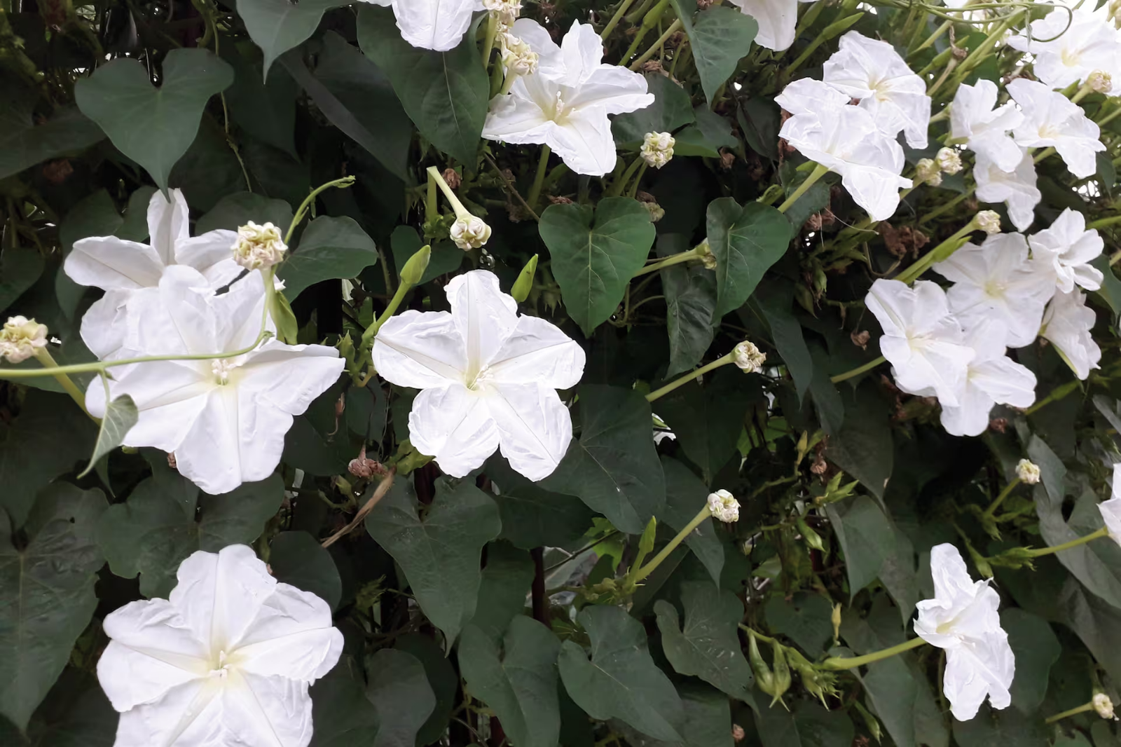 flor de luna