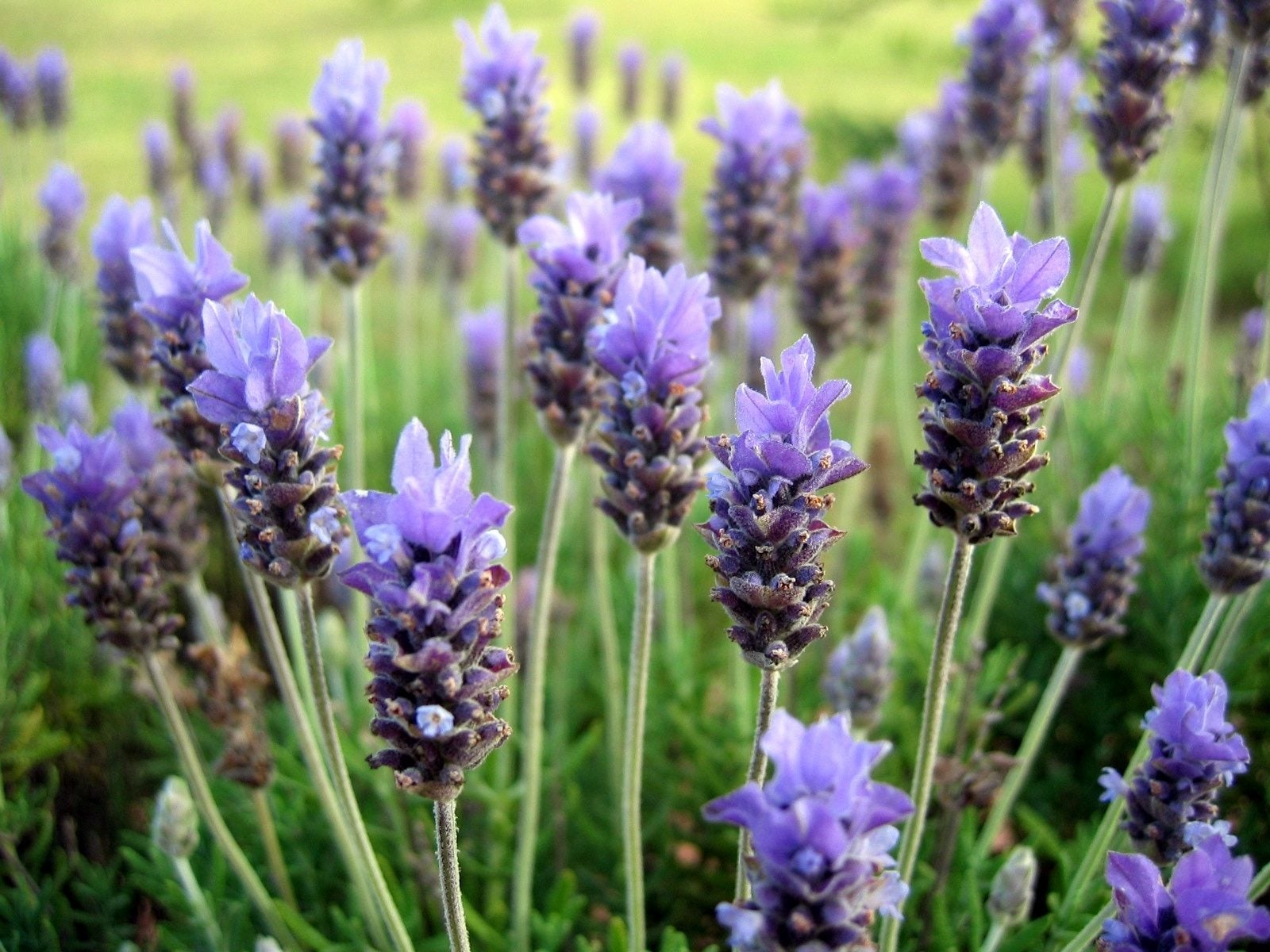 lavanda-por-esquejes