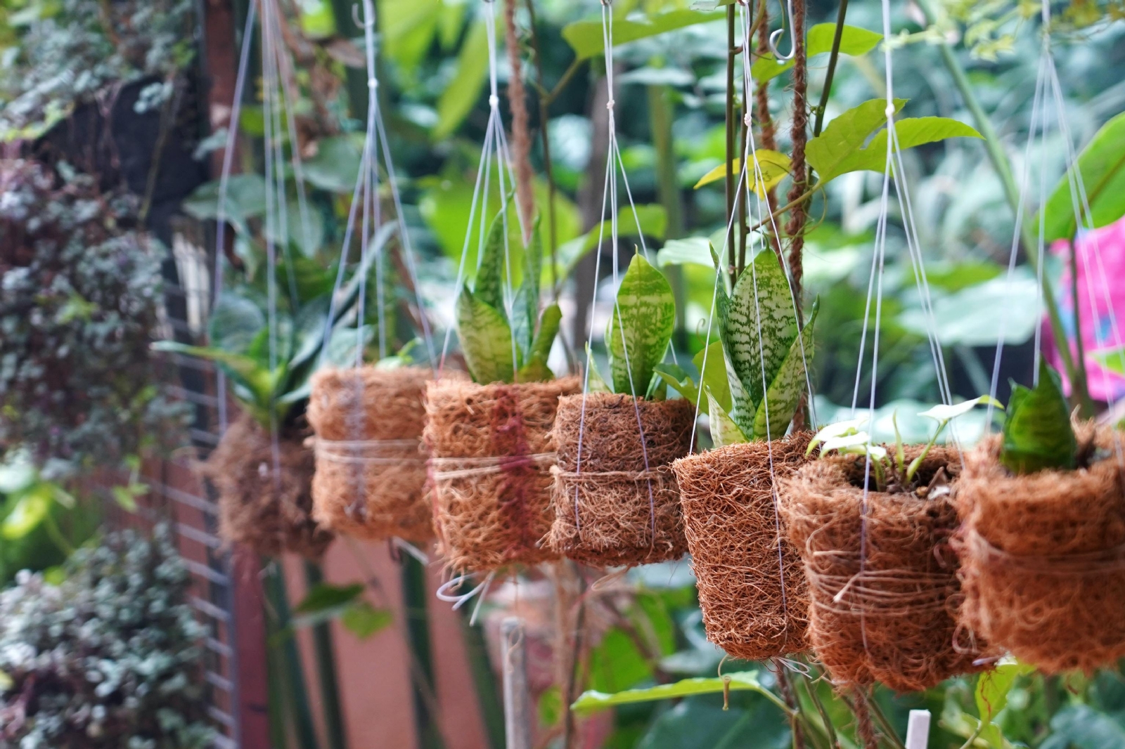 Plantas