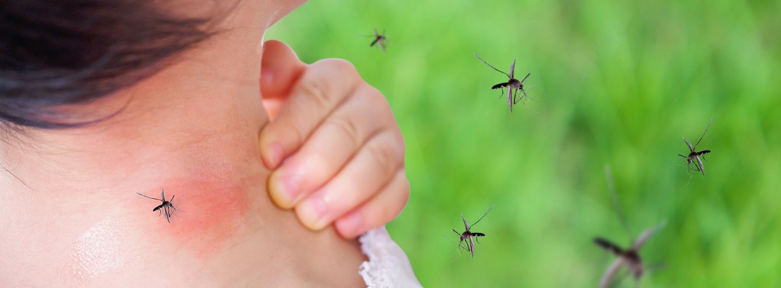 dengue 4