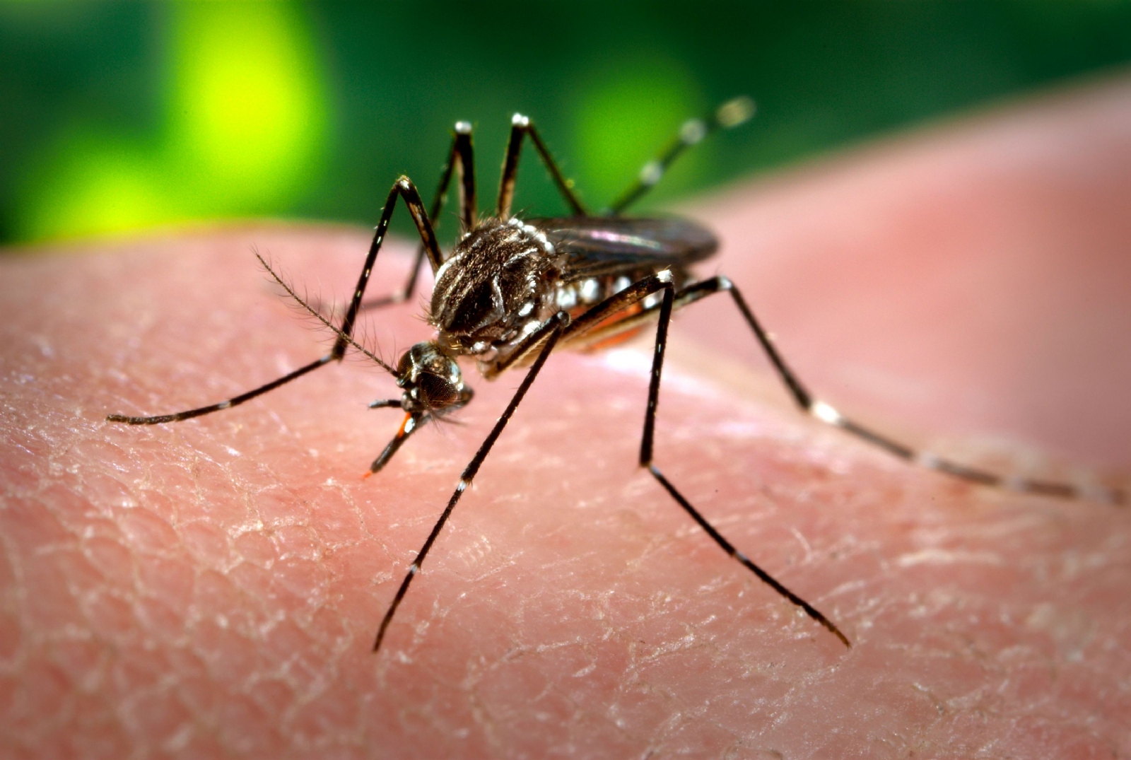 dengue 2