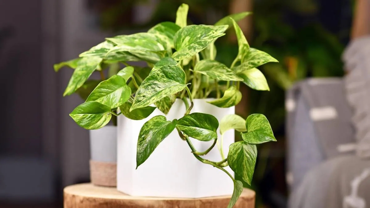 plantas 3