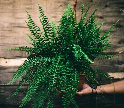 Plantas 2