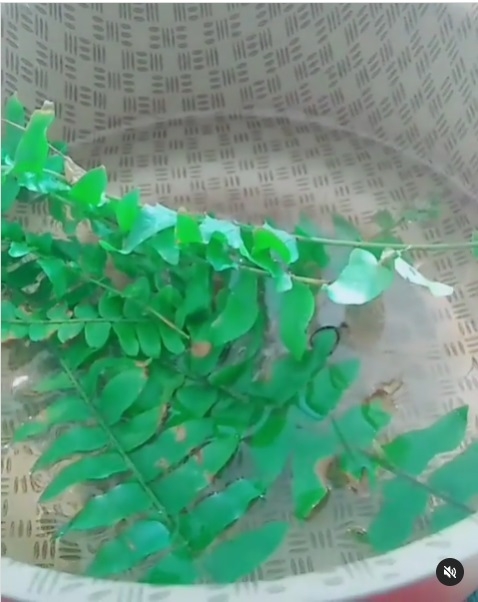 Plantas 3