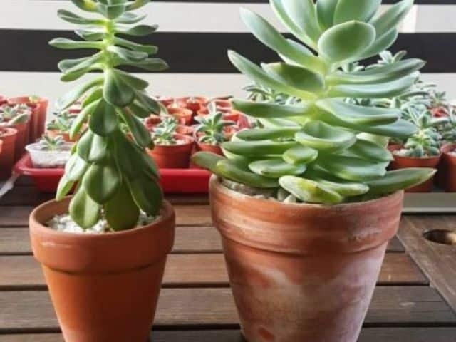 suculentas3