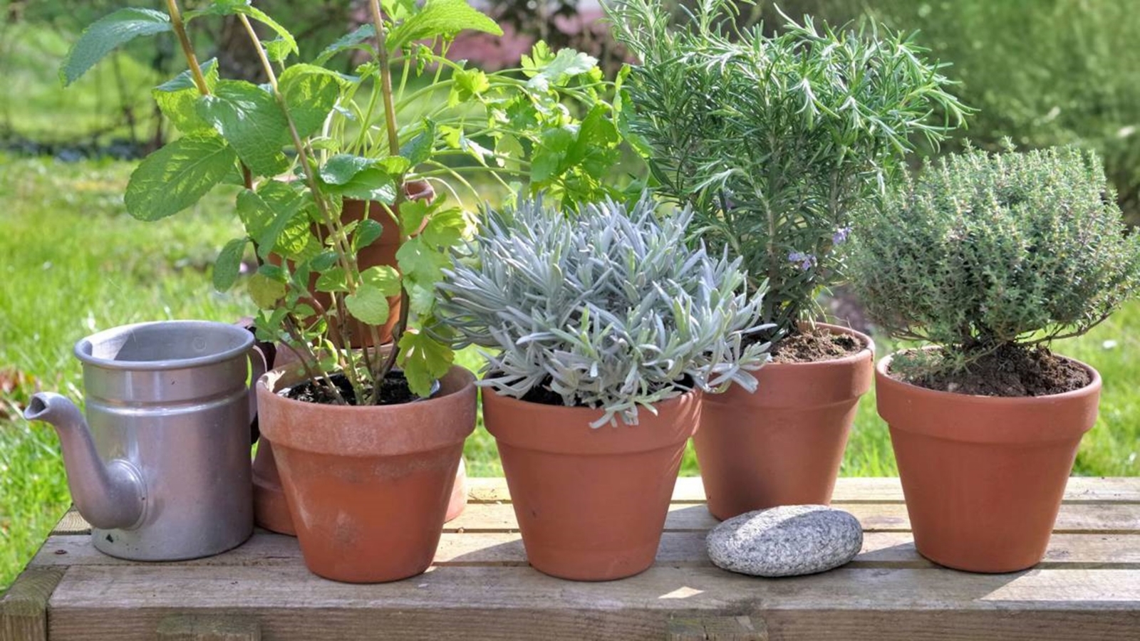 plantas-aromaticas-de-exterior_0a7db62a_230417100433_1280x720