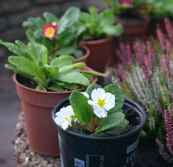 primula11