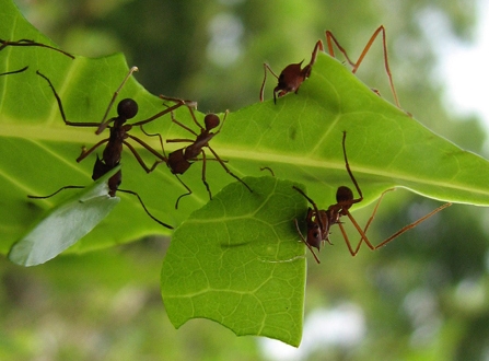hormigas (1)