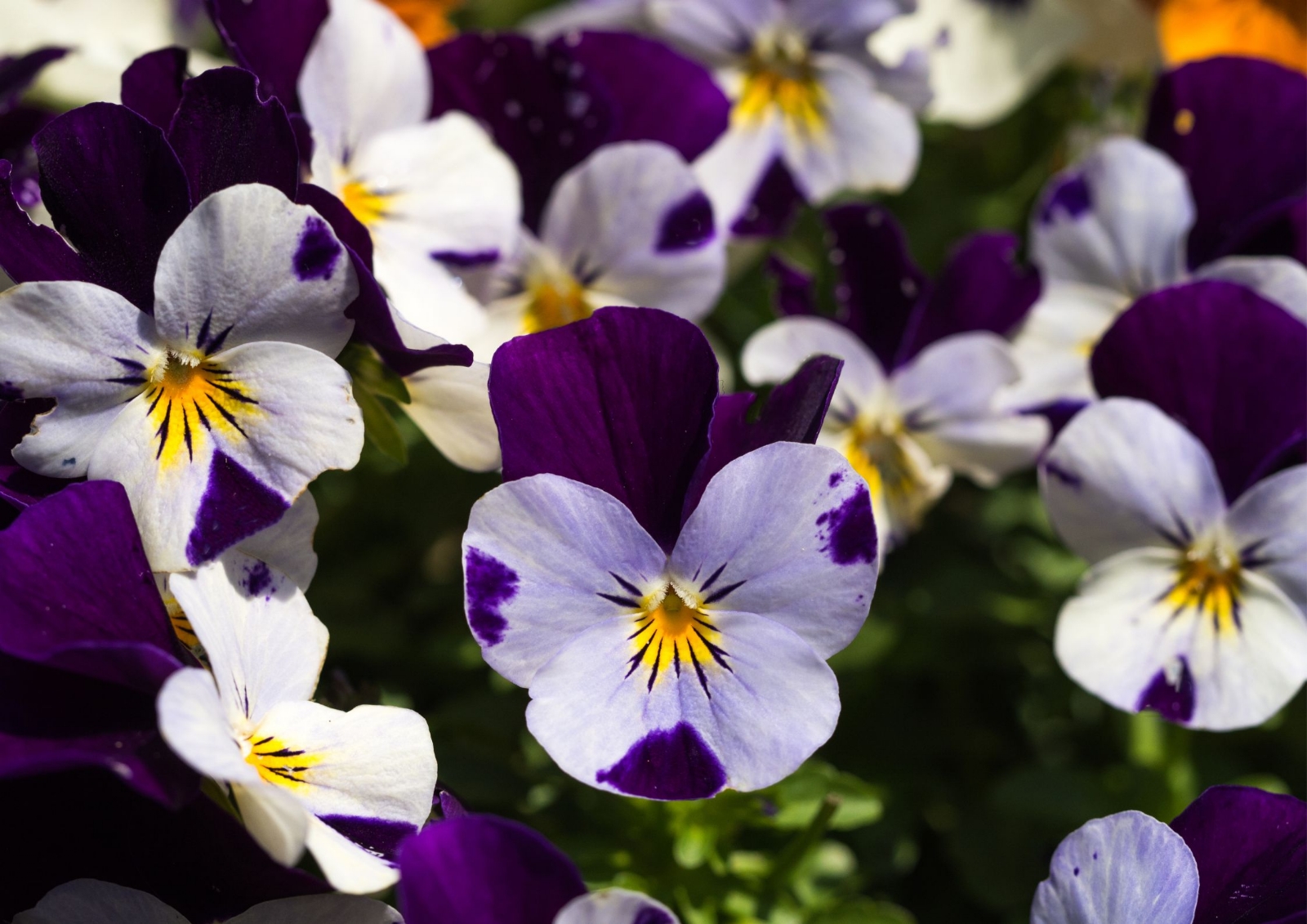 Cyclamen-africanum-3
