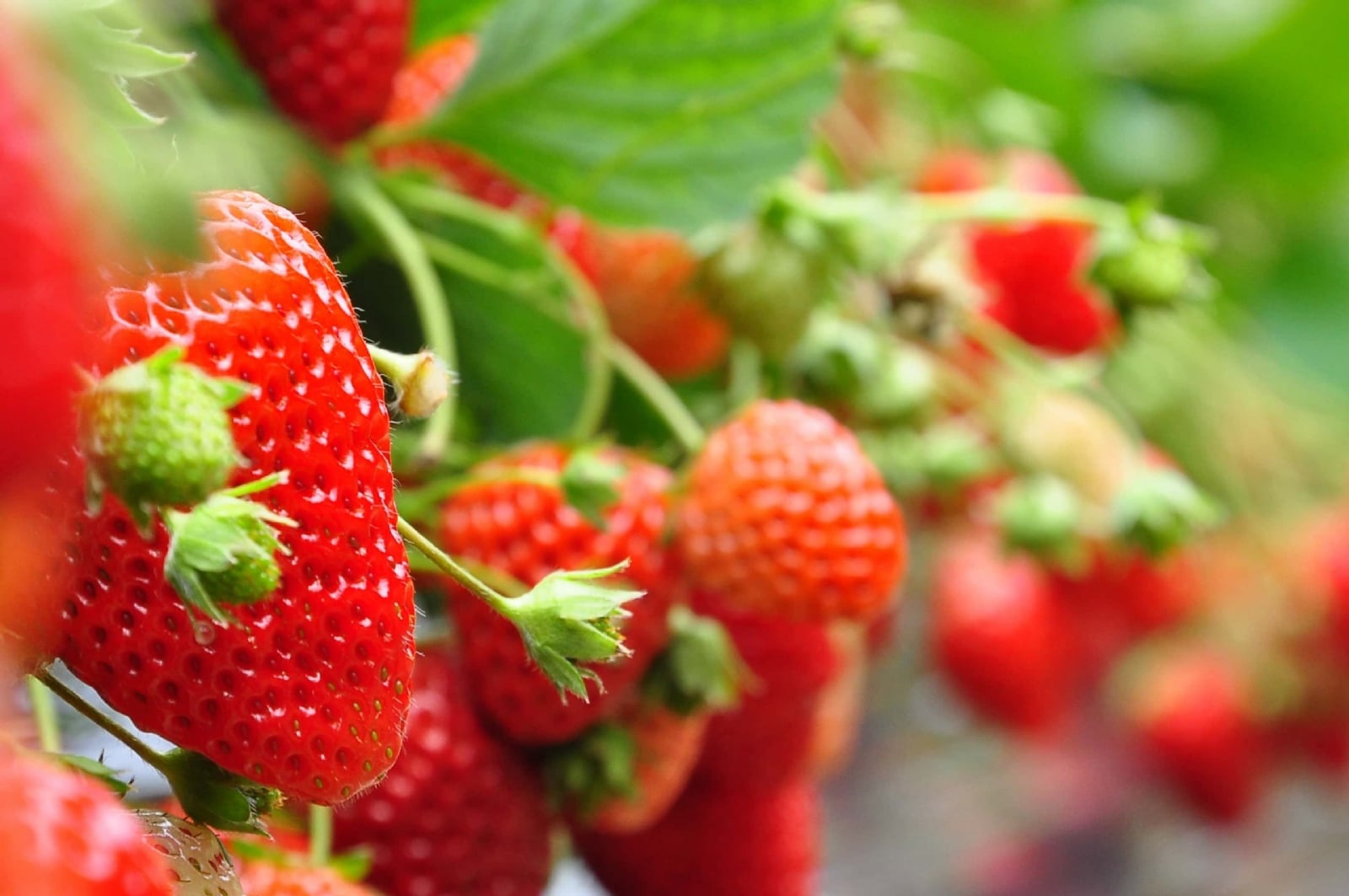 shutterstock_219259222-fresas-en-planta-1-scaled