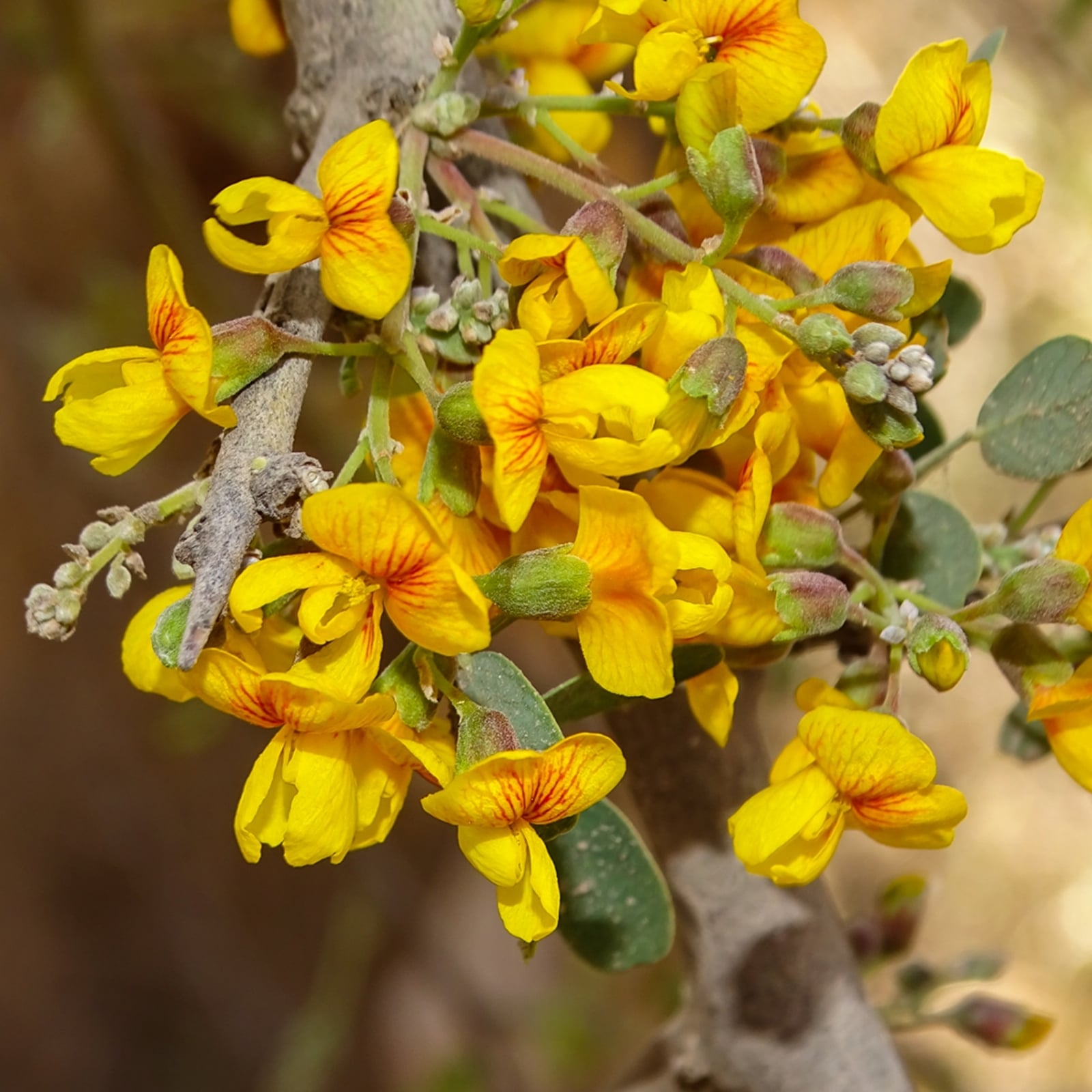 chañar_flor_geoffroea_decorticans_pa03un