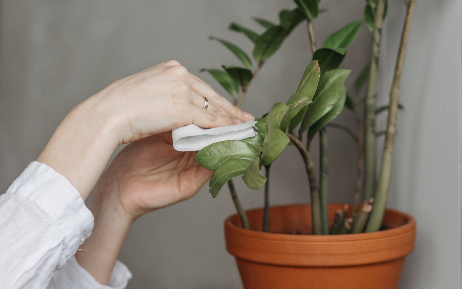 plantas
