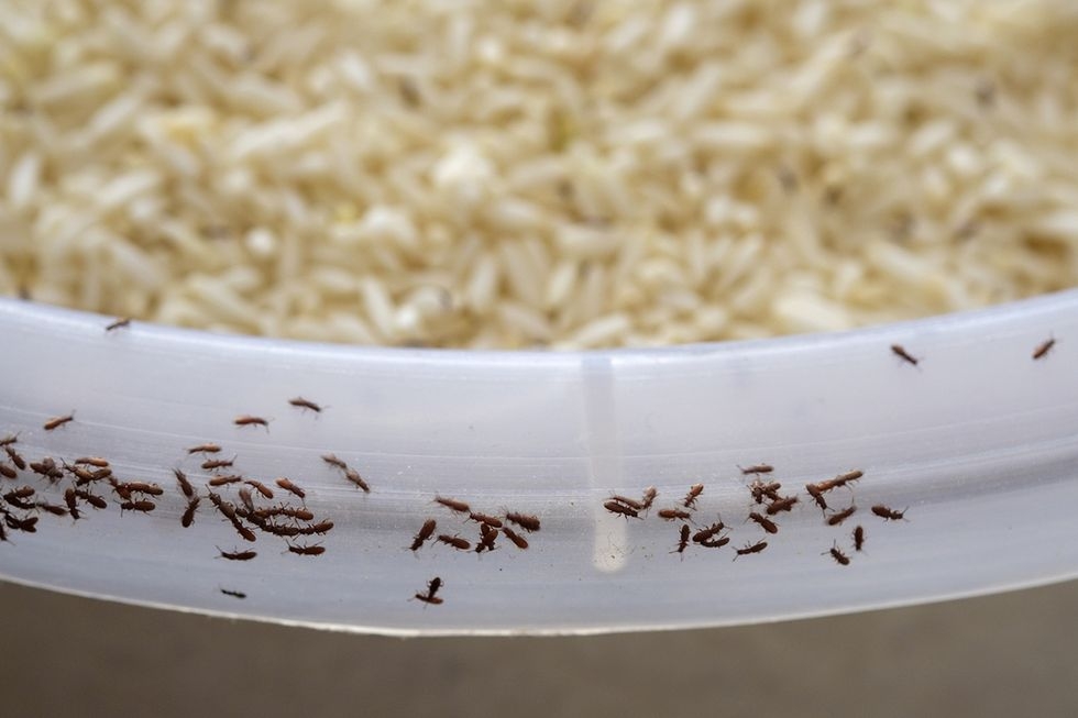 arroz3