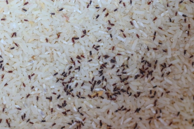 arroz2