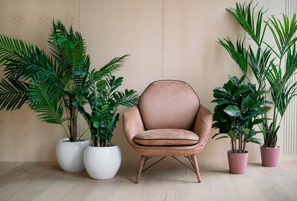 plantas1