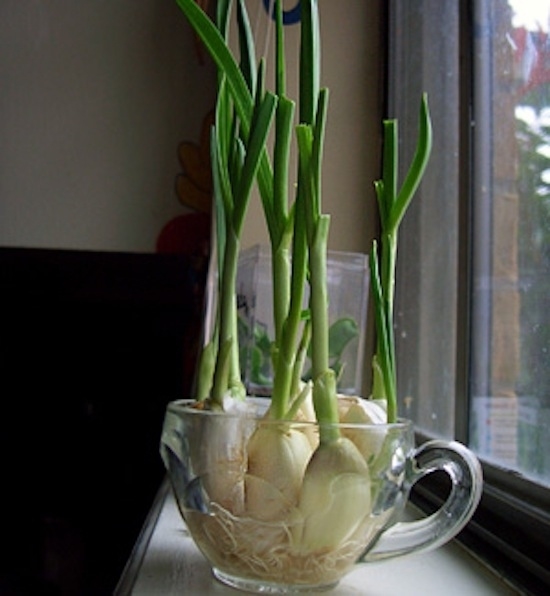 dos-metodos-para-cultivar-ajo-en-casa-1