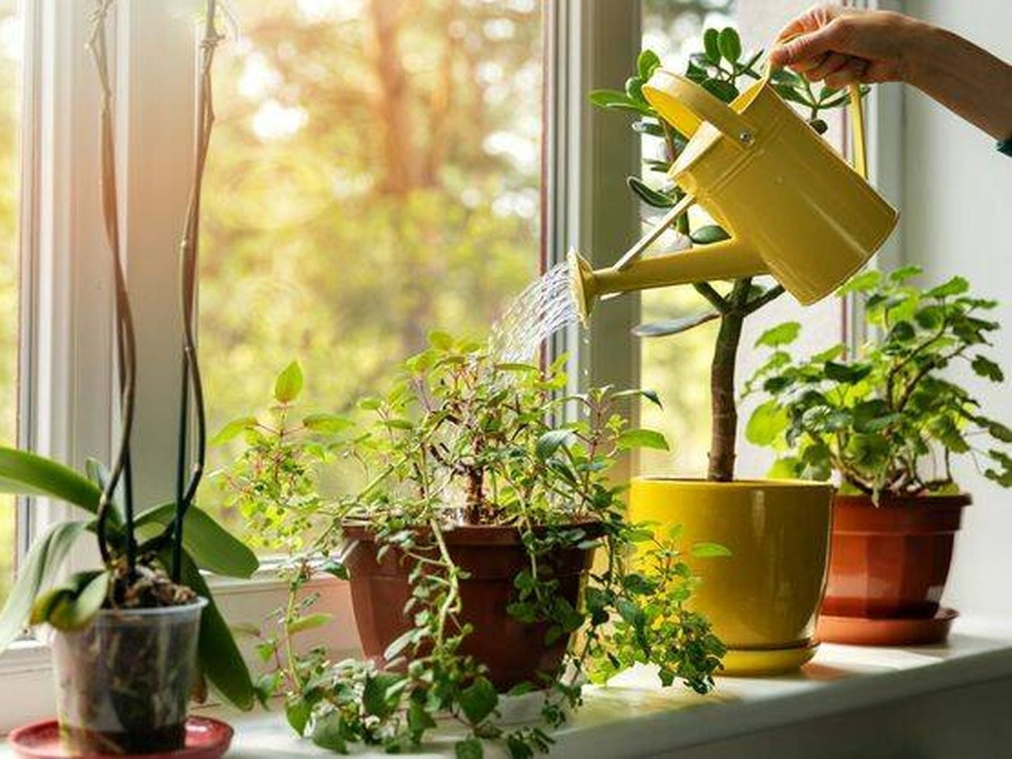Plantas