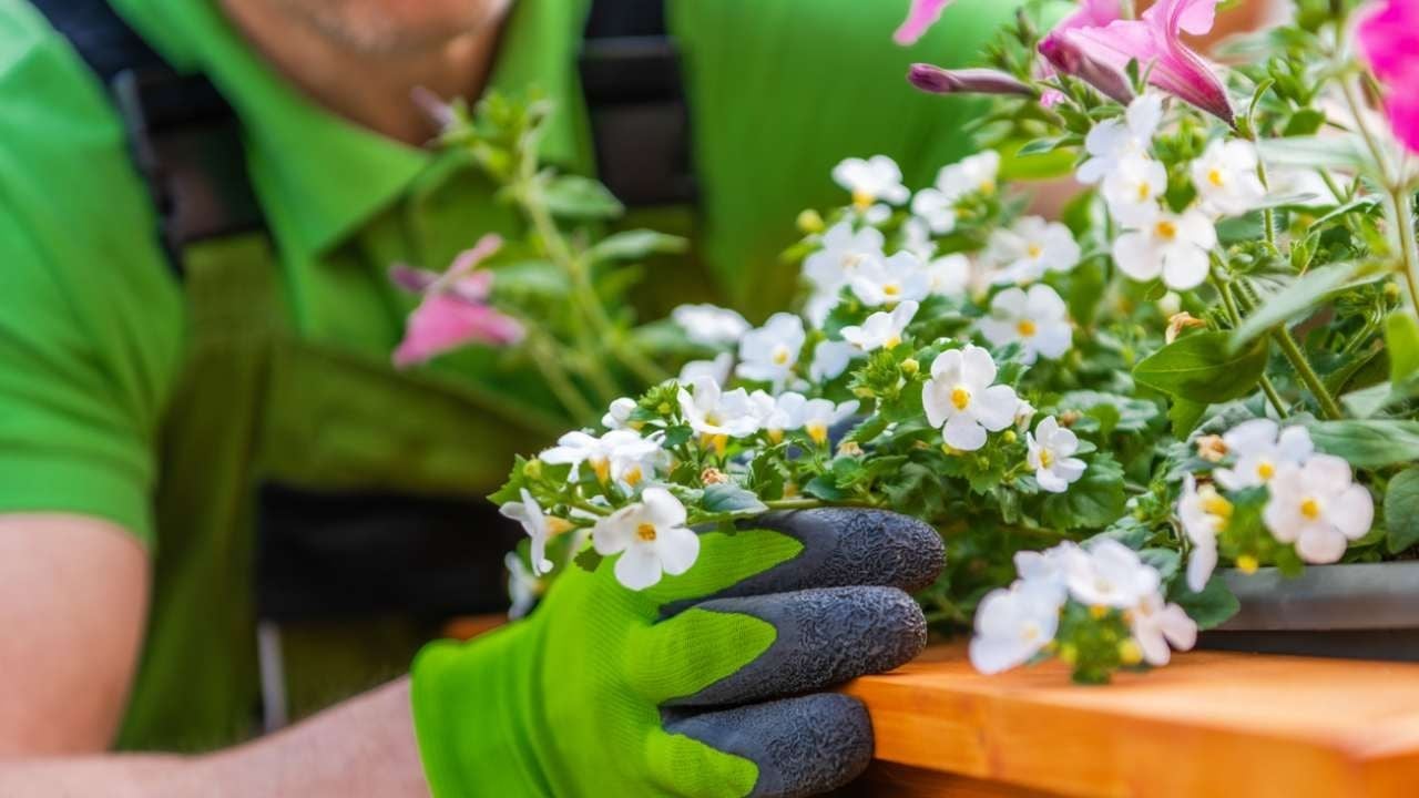 bacopa3