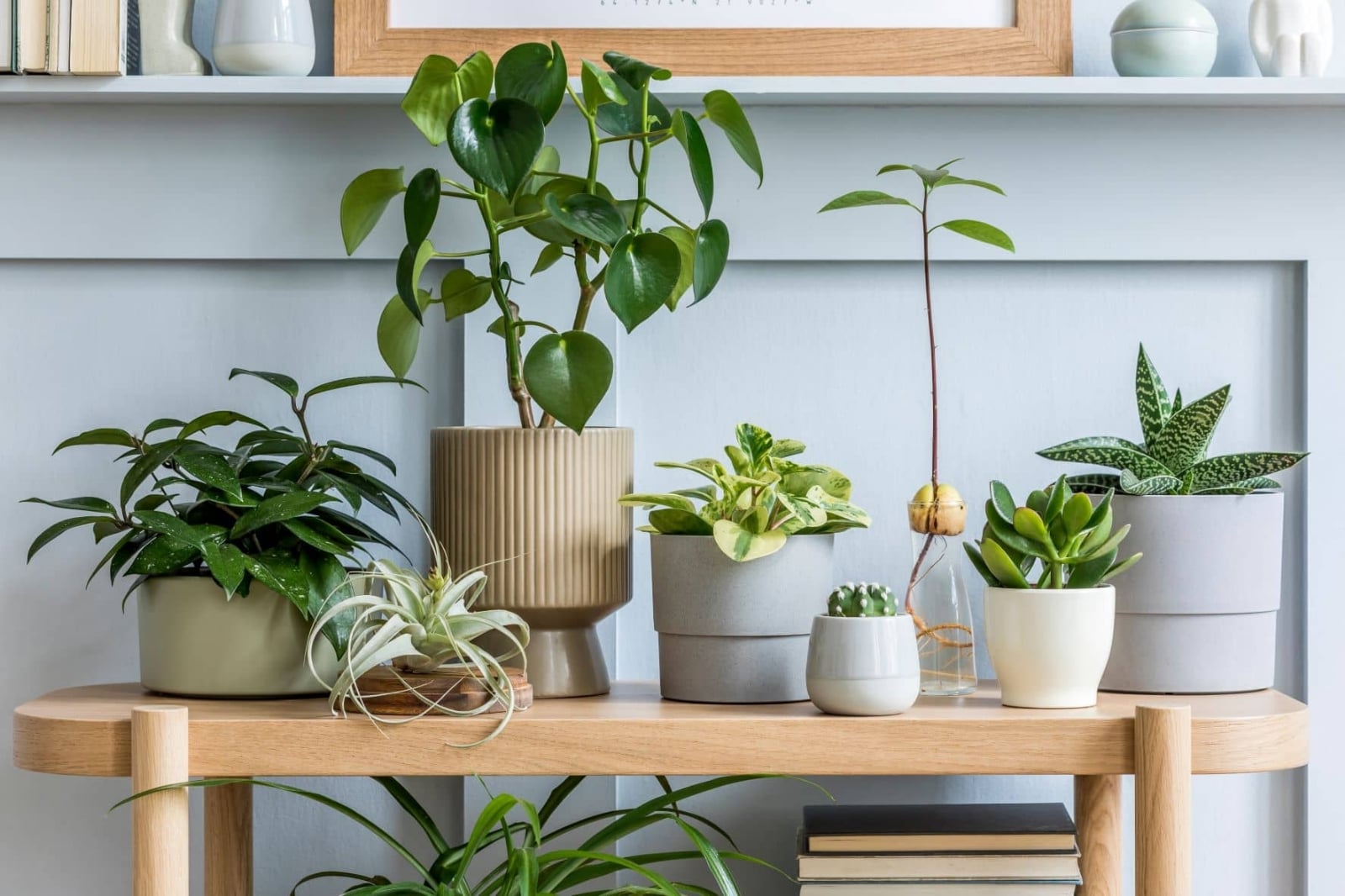 plantas-de-interior